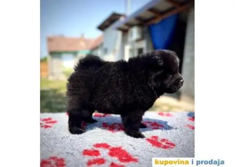 CHAU CHAU stenci - 2/10