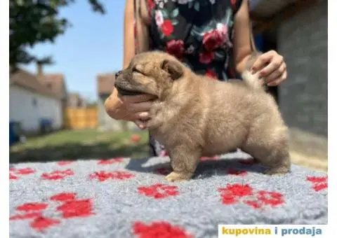 CHAU CHAU stenci - 3/10