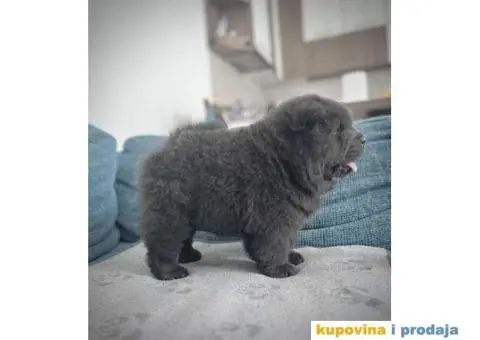 CHAU CHAU stenci - 4/10