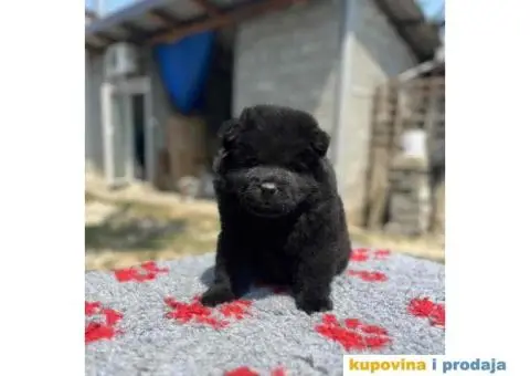 CHAU CHAU stenci - 5/10