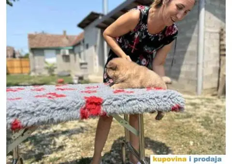 CHAU CHAU stenci - 6/10