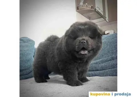 CHAU CHAU stenci - 7/10