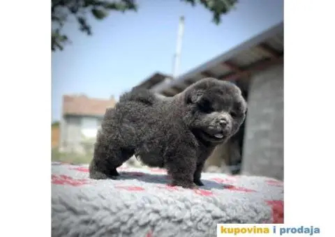 CHAU CHAU stenci - 8/10