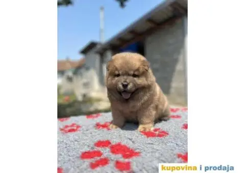 CHAU CHAU stenci - 9/10