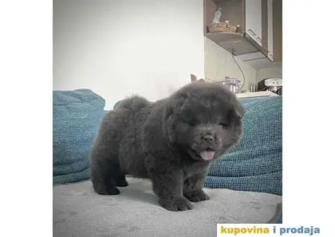 CHAU CHAU stenci - 10/10