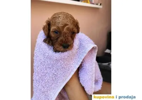 Crvena patuljasta pudla Top Stenci - 1/3