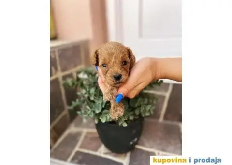 Crvena patuljasta pudla Top Stenci - 2/3