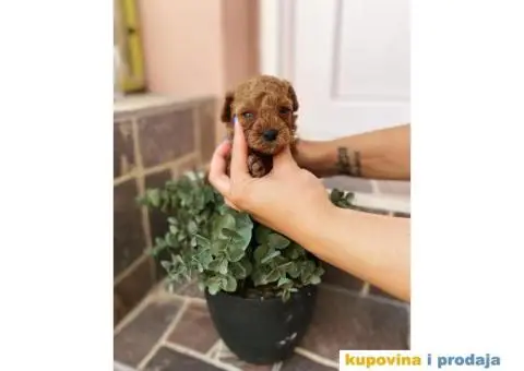 Crvena patuljasta pudla Top Stenci - 3/3