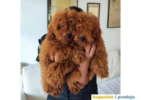 Crvena Patuljasta Pudla prelepi stenci - 1/6