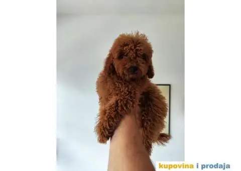 Crvena Patuljasta Pudla prelepi stenci - 2/6