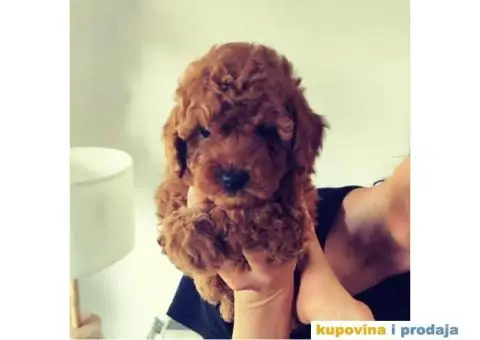 Crvena Patuljasta Pudla prelepi stenci - 3/6