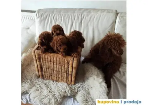 Crvena Patuljasta Pudla prelepi stenci - 4/6