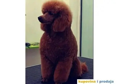 Crvena Patuljasta Pudla prelepi stenci - 5/6