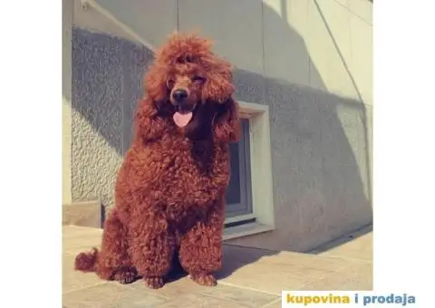 Crvena Patuljasta Pudla prelepi stenci - 6/6