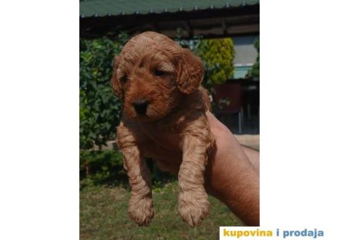 Toy Pudla prelepi štenci - 1/5