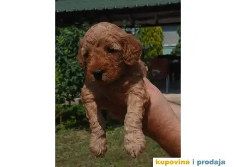 Toy Pudla prelepi štenci - 1/5