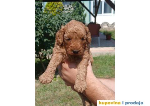 Toy Pudla prelepi štenci - 2/5