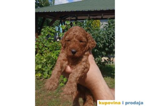 Toy Pudla prelepi štenci - 3/5