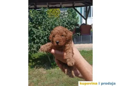 Toy Pudla prelepi štenci - 4/5