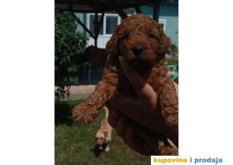 Toy Pudla prelepi štenci - 5/5