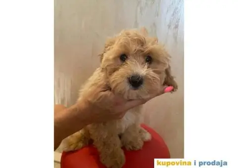 Maltipoo štene