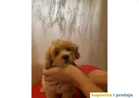Maltipoo štene - 2/2