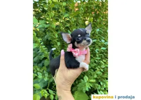 Mini Čivava prelepi štenci - 1/10