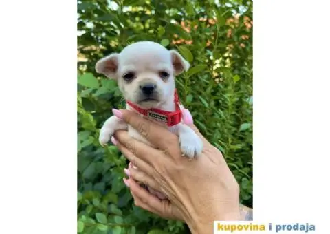 Mini Čivava prelepi štenci - 2/10