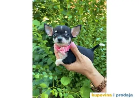 Mini Čivava prelepi štenci - 3/10