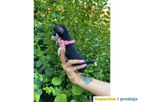 Mini Čivava prelepi štenci - 4/10