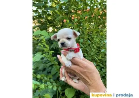 Mini Čivava prelepi štenci - 5/10
