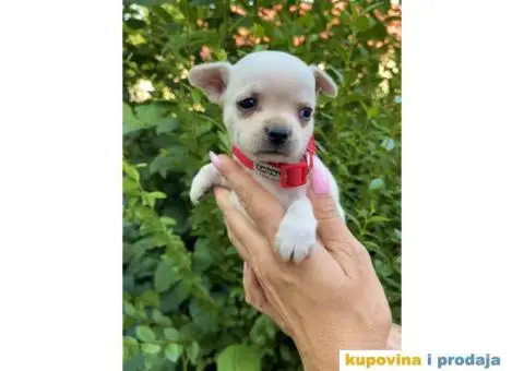 Mini Čivava prelepi štenci - 6/10