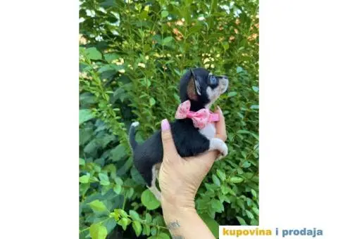 Mini Čivava prelepi štenci - 7/10