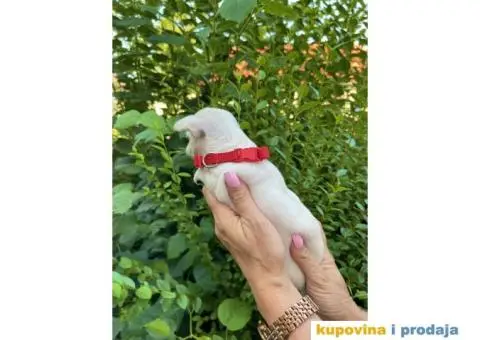 Mini Čivava prelepi štenci - 8/10