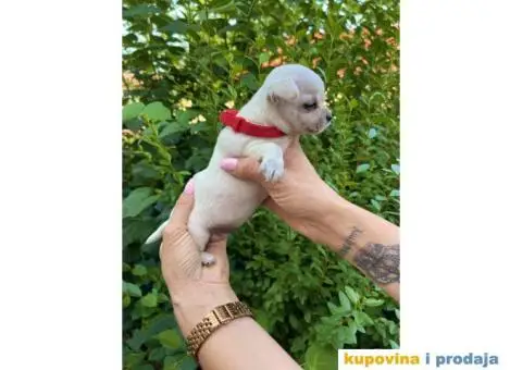 Mini Čivava prelepi štenci - 9/10