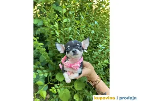 Mini Čivava prelepi štenci - 10/10