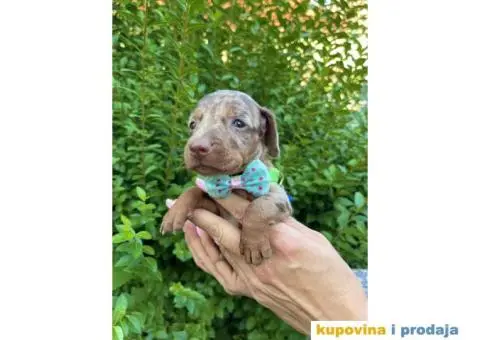 Patuljasti Jazavičar egzotične boje štenci - 1/10