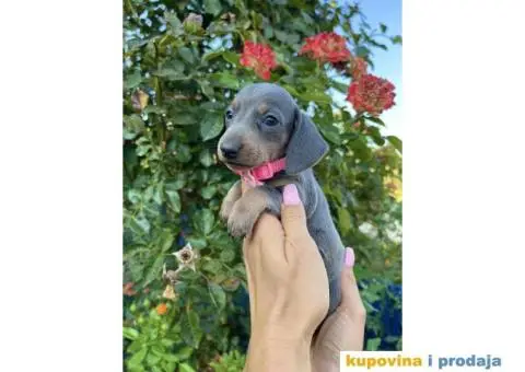 Patuljasti Jazavičar egzotične boje štenci - 2/10