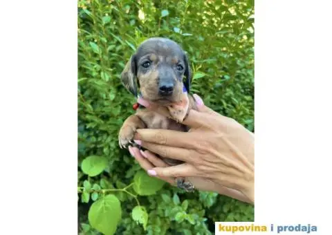 Patuljasti Jazavičar egzotične boje štenci - 3/10