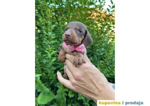 Patuljasti Jazavičar egzotične boje štenci - 4/10