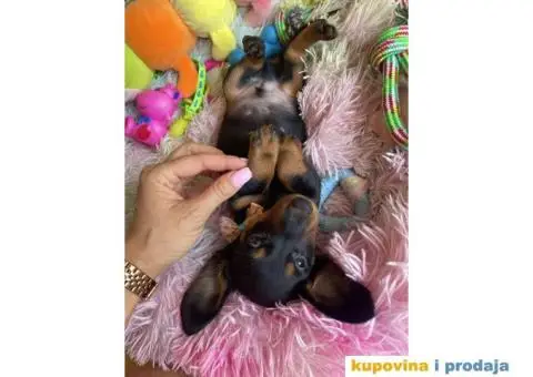 Patuljasti Jazavičar egzotične boje štenci - 5/10