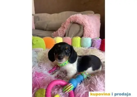 Patuljasti Jazavičar egzotične boje štenci - 6/10