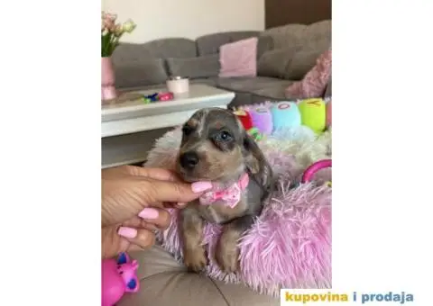 Patuljasti Jazavičar egzotične boje štenci - 7/10