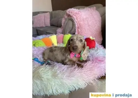 Patuljasti Jazavičar egzotične boje štenci - 8/10