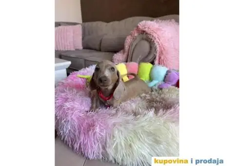 Patuljasti Jazavičar egzotične boje štenci - 9/10