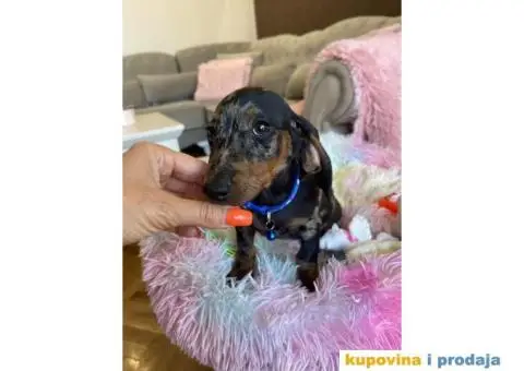 Patuljasti Jazavičar egzotične boje štenci - 10/10