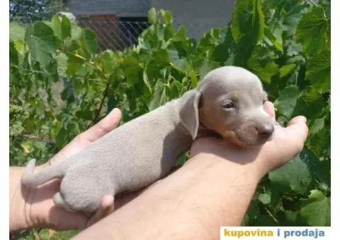 Patuljasti Jazavičar prelepi štenci - 1/11