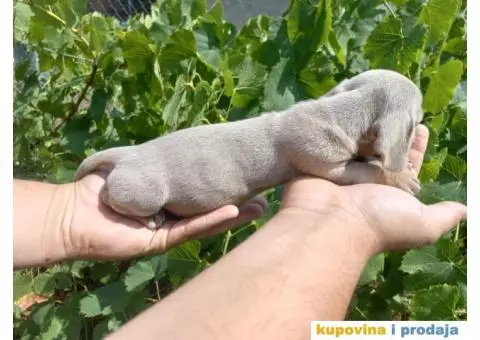 Patuljasti Jazavičar prelepi štenci - 2/11