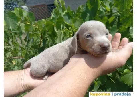Patuljasti Jazavičar prelepi štenci - 3/11