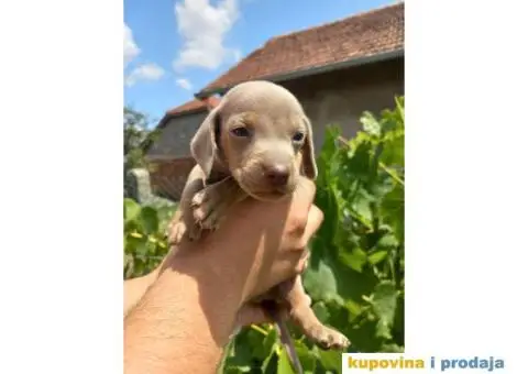 Patuljasti Jazavičar prelepi štenci - 4/11